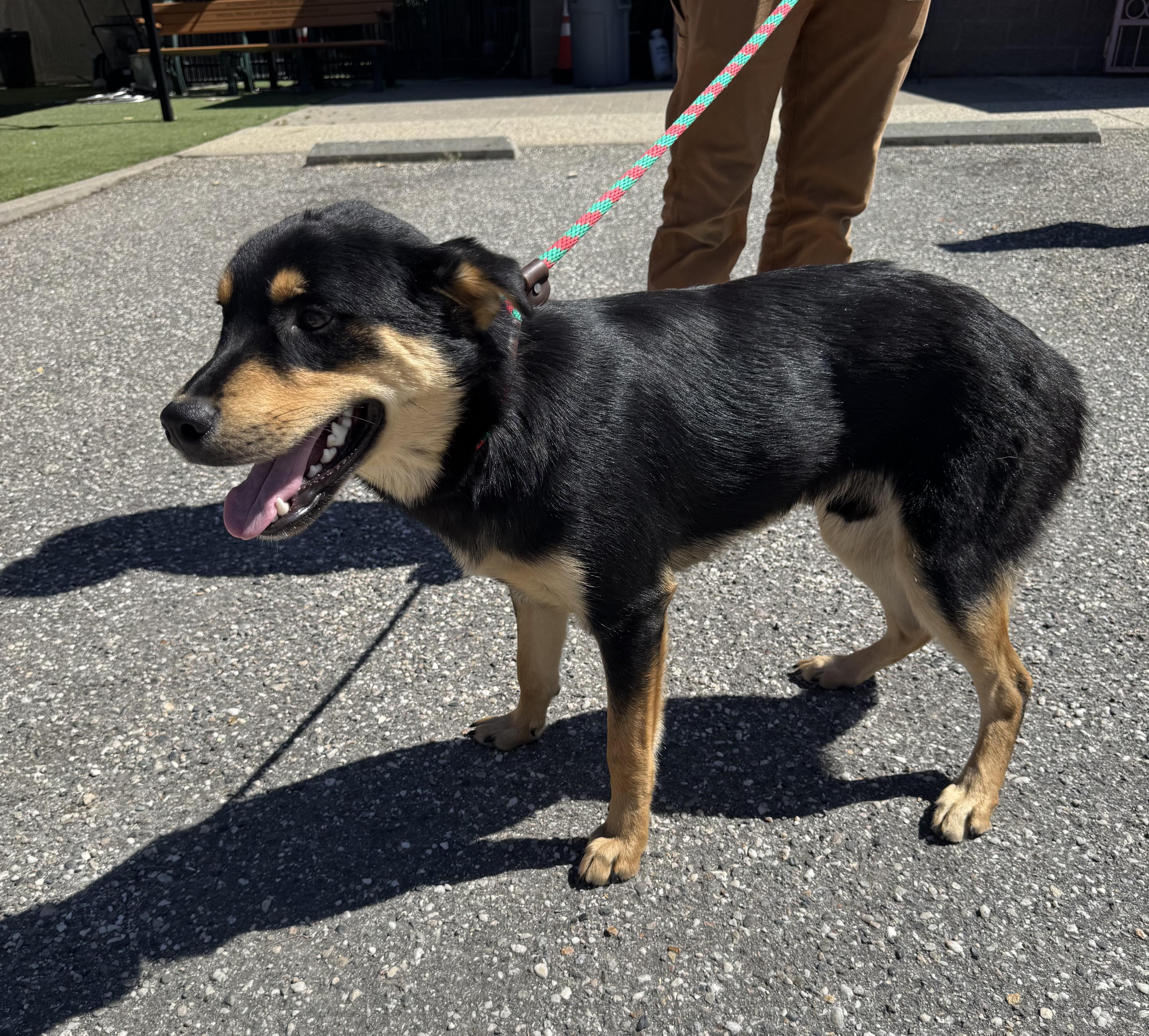 Enlarge Parsley, a ADOPTABLE mixed breed in Grass Valley, CA image 3/5