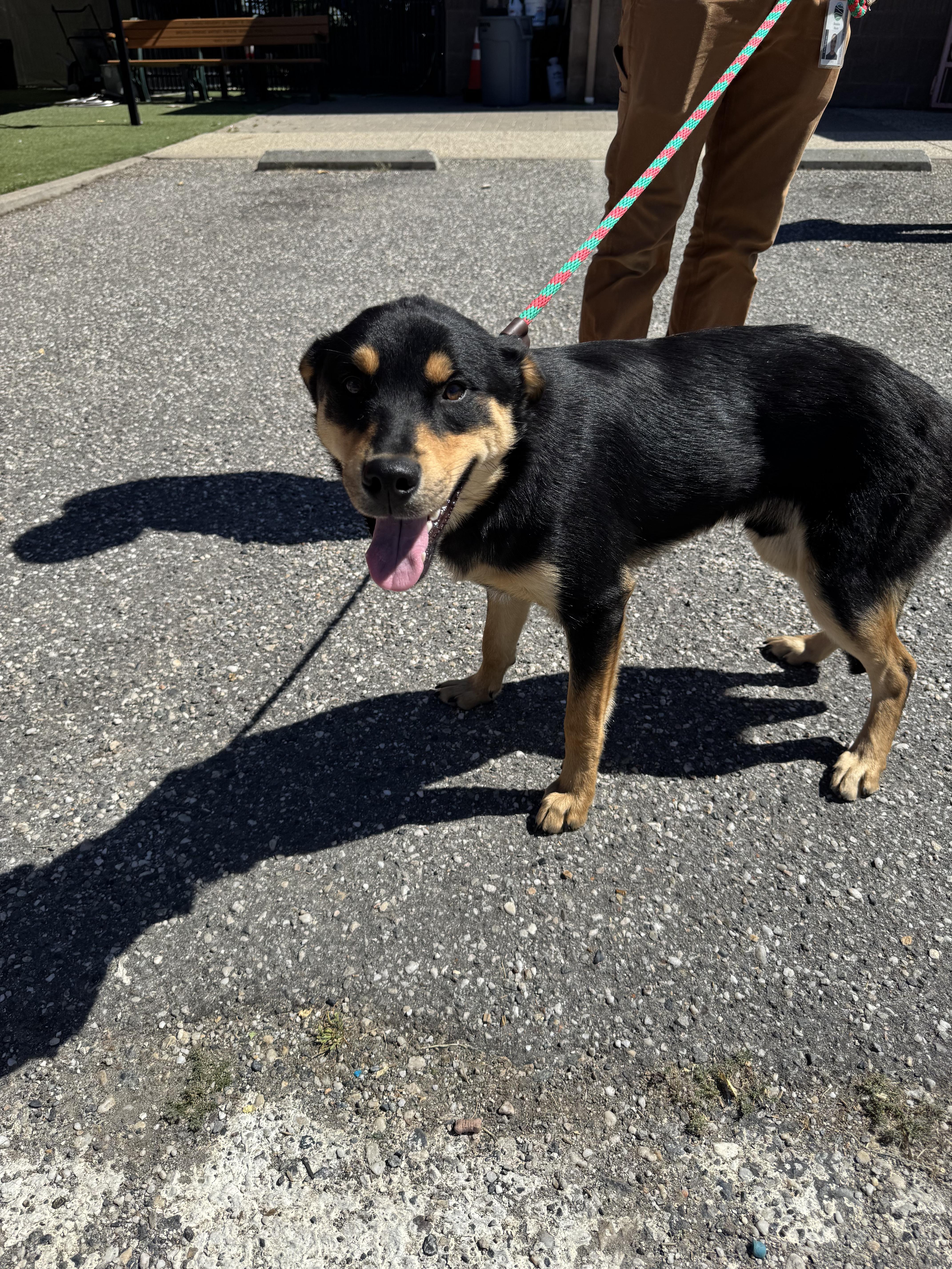 Enlarge Parsley, a ADOPTABLE mixed breed in Grass Valley, CA image 2/5