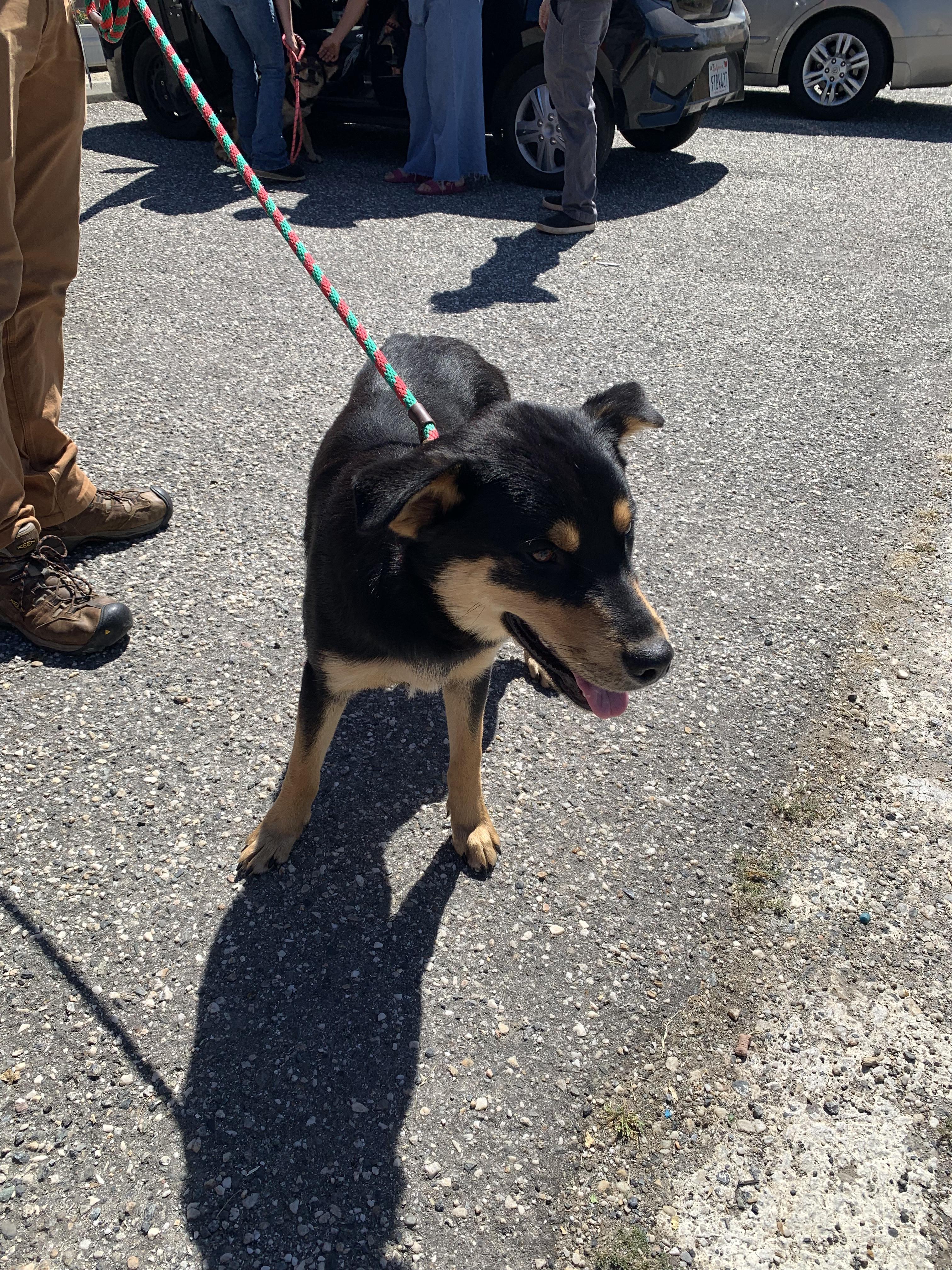 Enlarge Parsley, a ADOPTABLE mixed breed in Grass Valley, CA image 4/5
