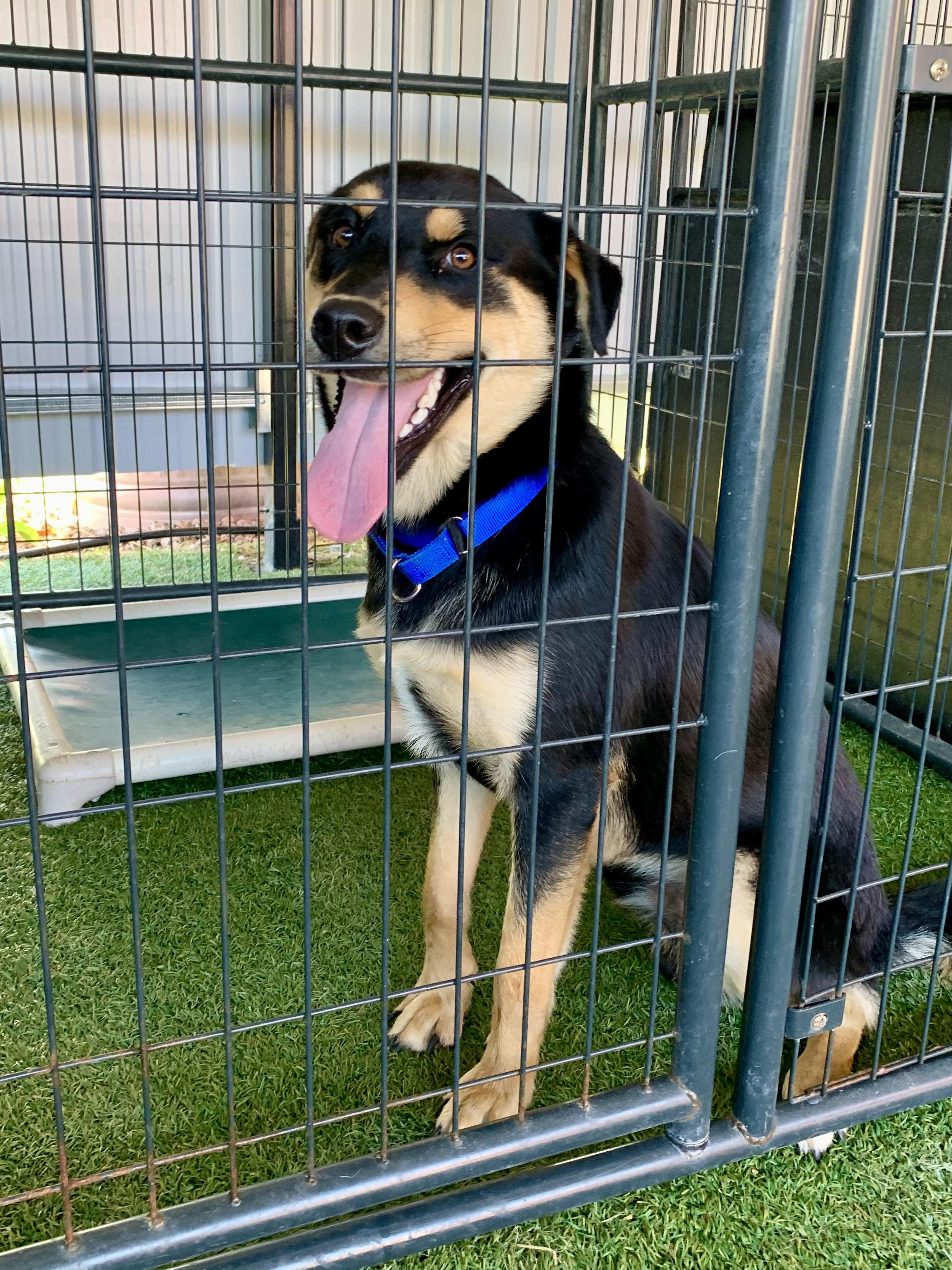 Parsley, ADOPTABLE, Puppy Male Shepherd.