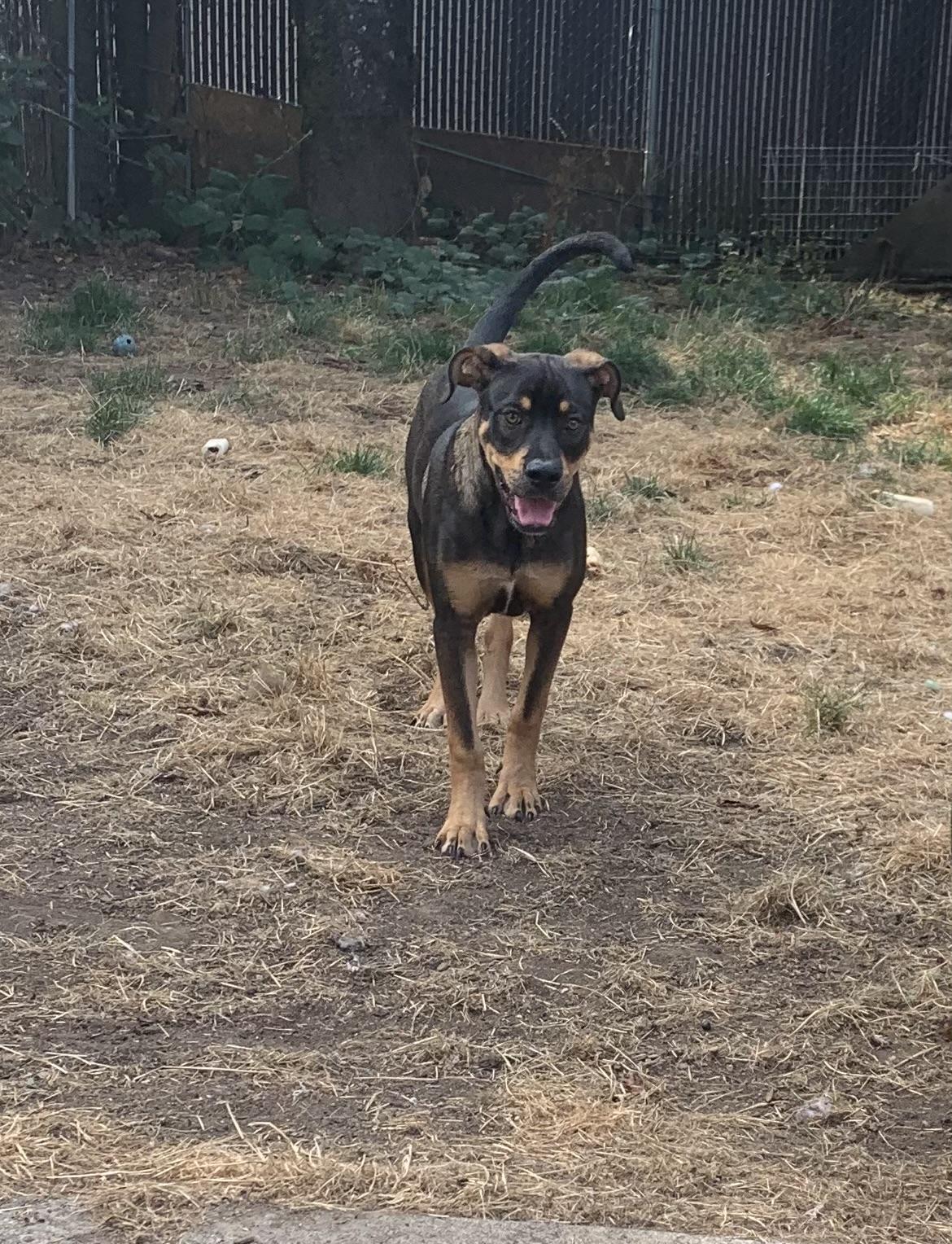 Enlarge Odie, a Adopted mixed breed in Portland, OR image 2/4