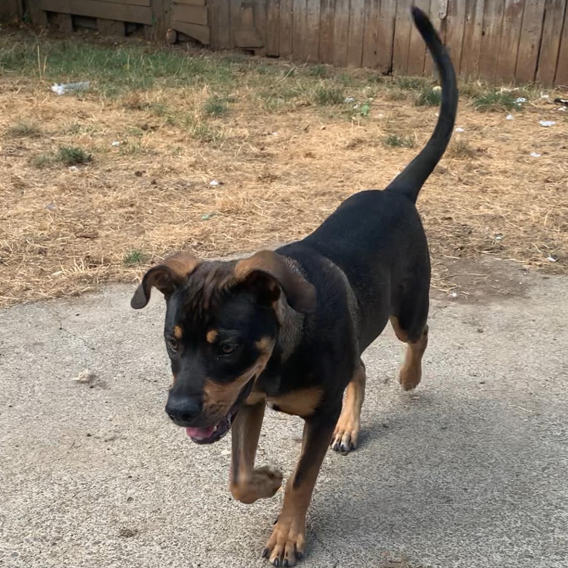 Enlarge Odie, a Adopted mixed breed in Portland, OR image 1/4