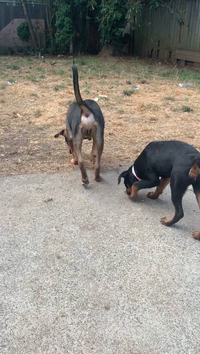 Enlarge Odie, a Adopted mixed breed in Portland, OR video 3/4