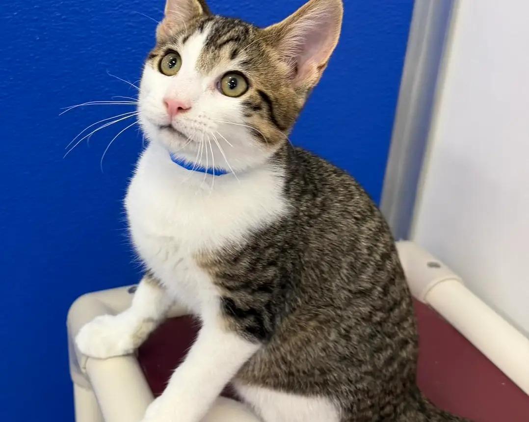 Enlarge Rascal, a ADOPTABLE Domestic Short Hair in Dunkirk, NY image 2/4