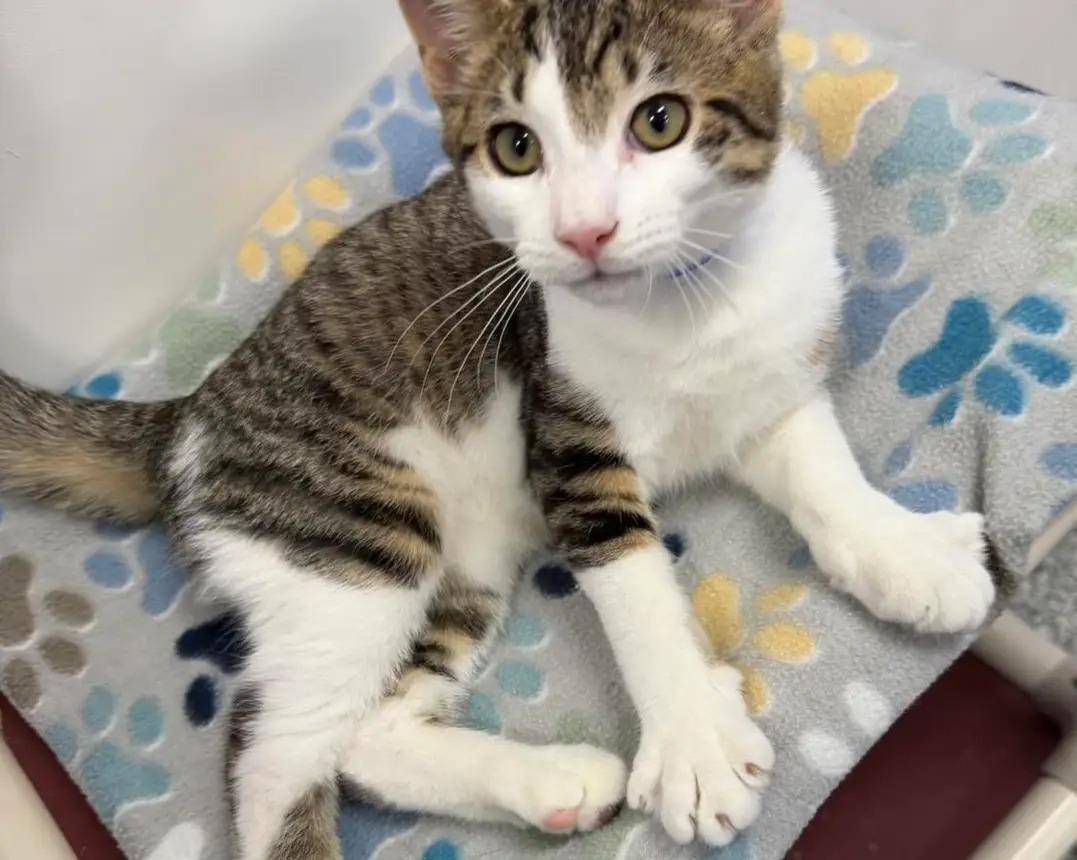 Enlarge Rascal, a ADOPTABLE Domestic Short Hair in Dunkirk, NY image 3/4