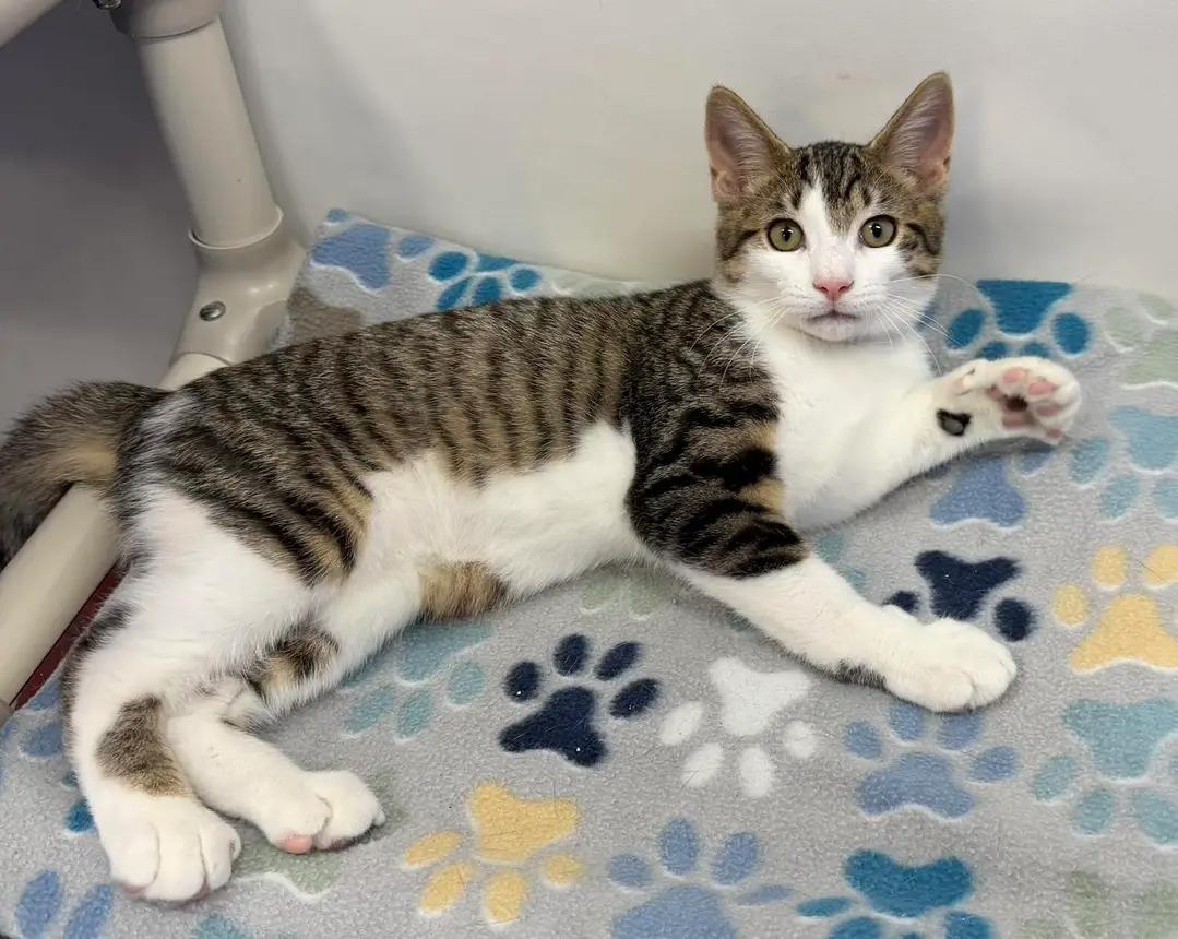 Enlarge Rascal, a ADOPTABLE Domestic Short Hair in Dunkirk, NY image 4/4