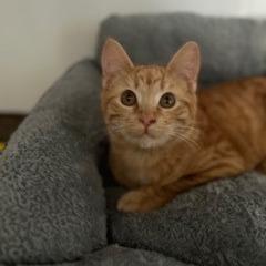Enlarge Shirley, a Adoptable Domestic Short Hair in Poplar Bluff, MO image 1/1