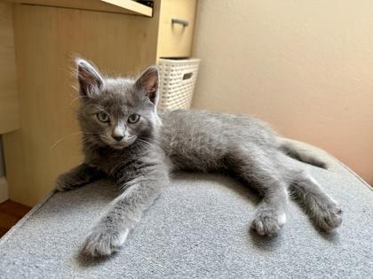 Enlarge Al, a Adoptable mixed breed in Pleasanton, CA image 2/3