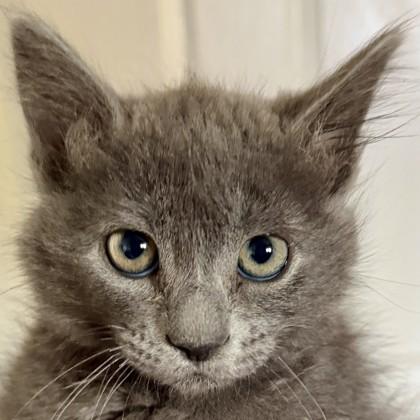 Enlarge Al, a Adoptable mixed breed in Pleasanton, CA image 3/3