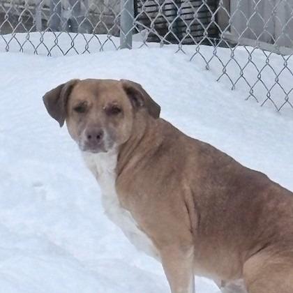 Knox, Adoptable, Adult Female Jack Russell Terrier & Labrador Retriever.