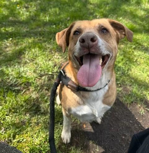 Knox, Adoptable, Young Female Jack Russell Terrier & Labrador Retriever.