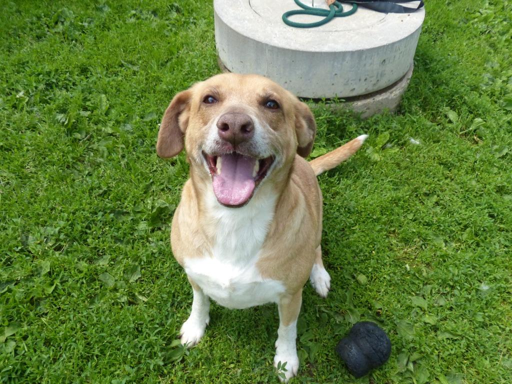 Enlarge Knox, a Adoptable mixed breed in Ogdensburg, NY image 3/6