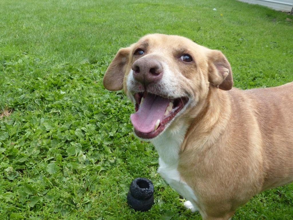 Enlarge Knox, a Adoptable mixed breed in Ogdensburg, NY image 4/6