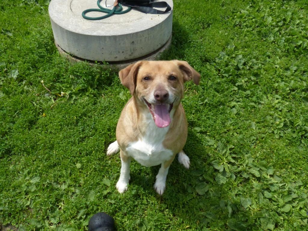 Enlarge Knox, a Adoptable mixed breed in Ogdensburg, NY image 6/6