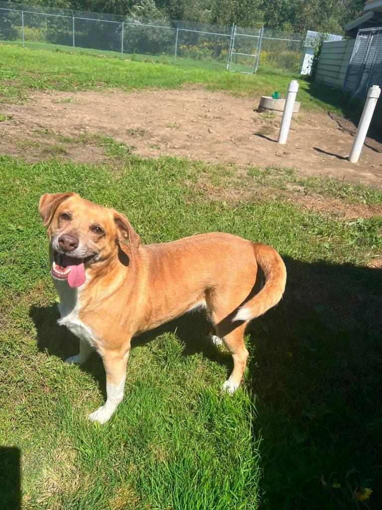 Enlarge Knox, a Adoptable mixed breed in Ogdensburg, NY image 6/6