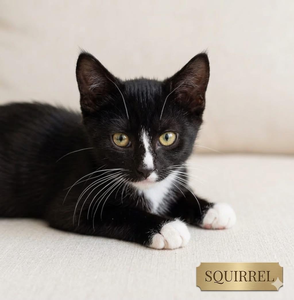 Enlarge SQUIRREL, a ADOPTABLE Tuxedo in Palmdale, CA image 4/4