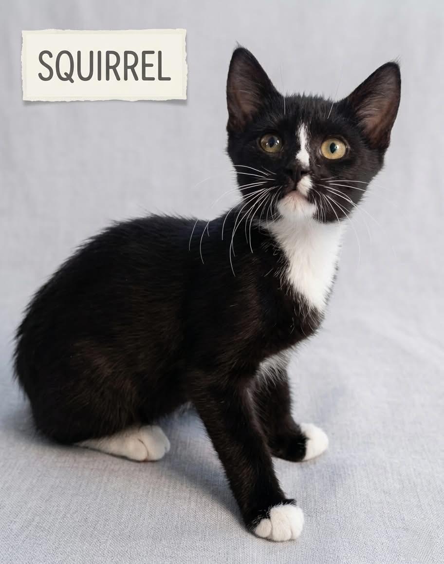 SQUIRREL, ADOPTABLE, Kitten Male Tuxedo.