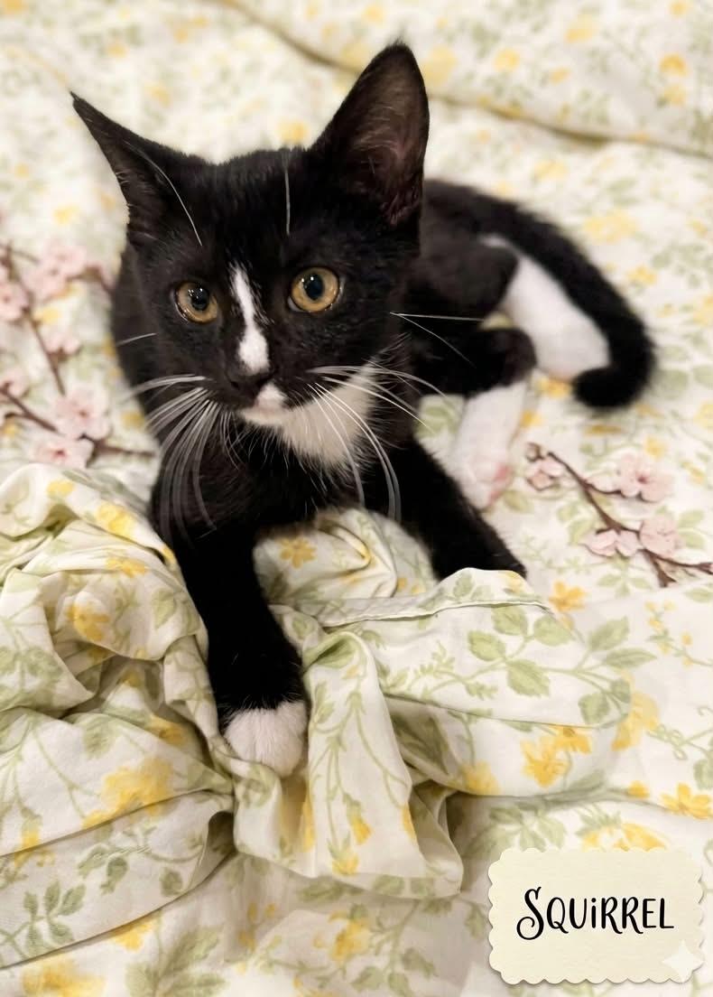 Enlarge SQUIRREL, a ADOPTABLE Tuxedo in Palmdale, CA image 3/4