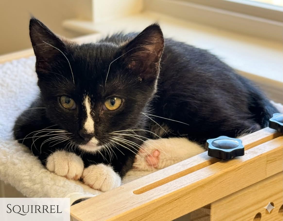 Enlarge SQUIRREL, a ADOPTABLE Tuxedo in Palmdale, CA image 2/4