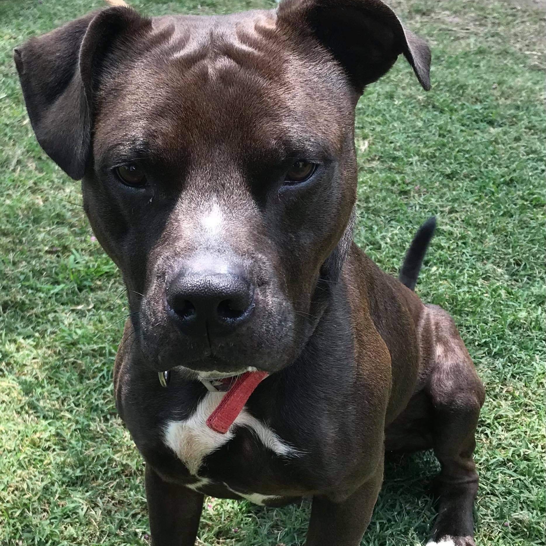 Loki — thumbnail 4