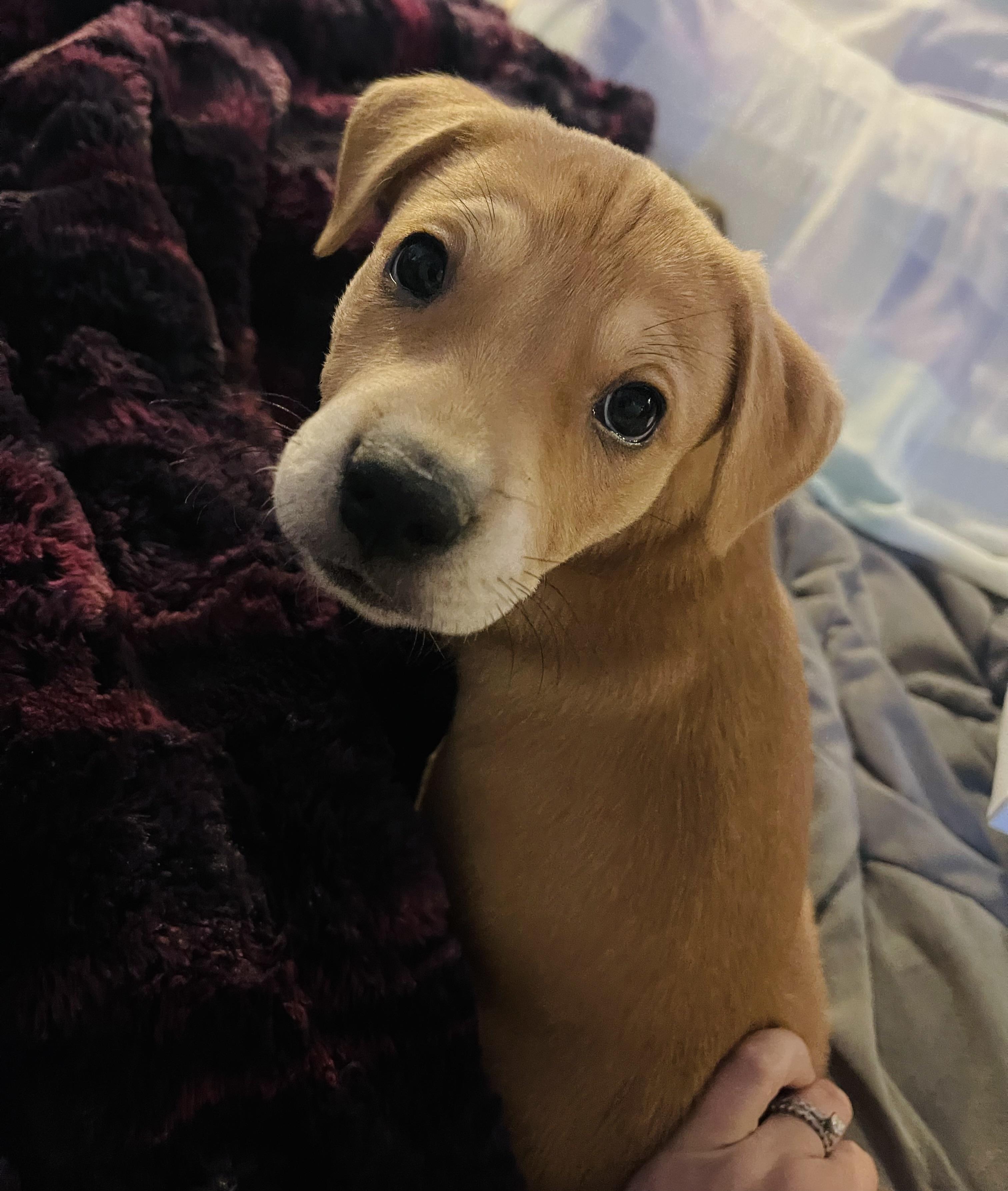 William, adopted, Puppy Male Labrador Retriever & Carolina Dog.