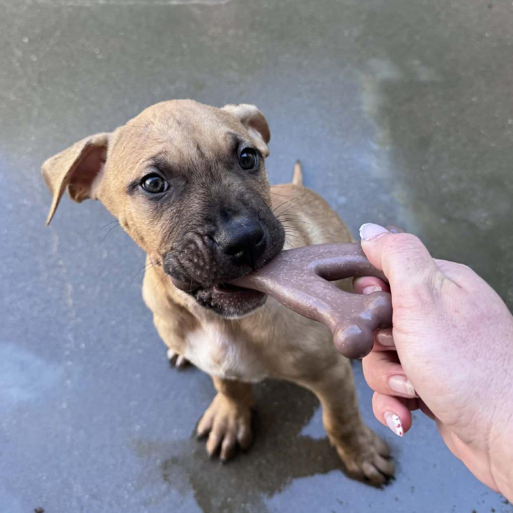 Enlarge Woozle, a Adoptable mixed breed in Manhattan, KS image 1/3