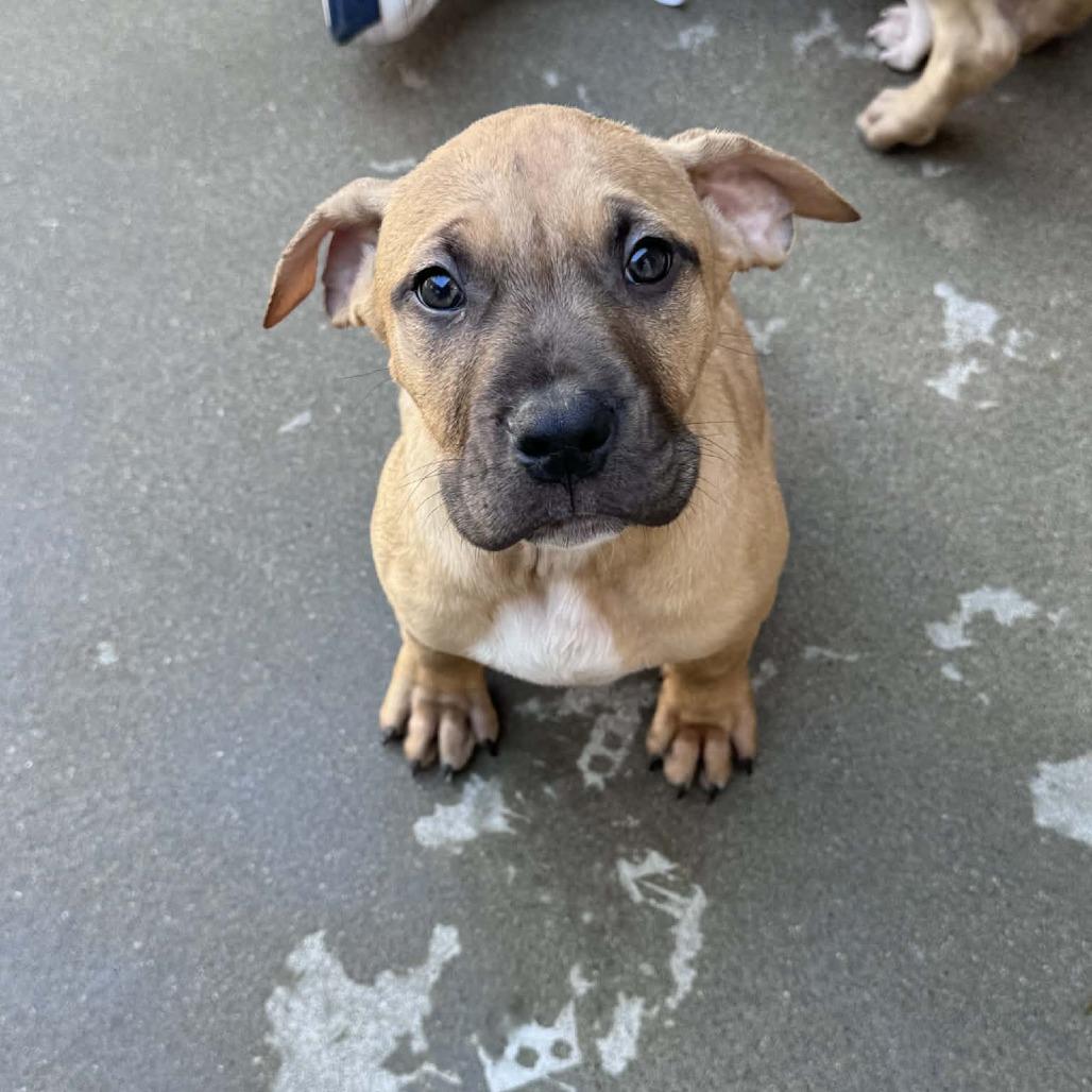 Enlarge Woozle, a Adoptable mixed breed in Manhattan, KS image 3/3