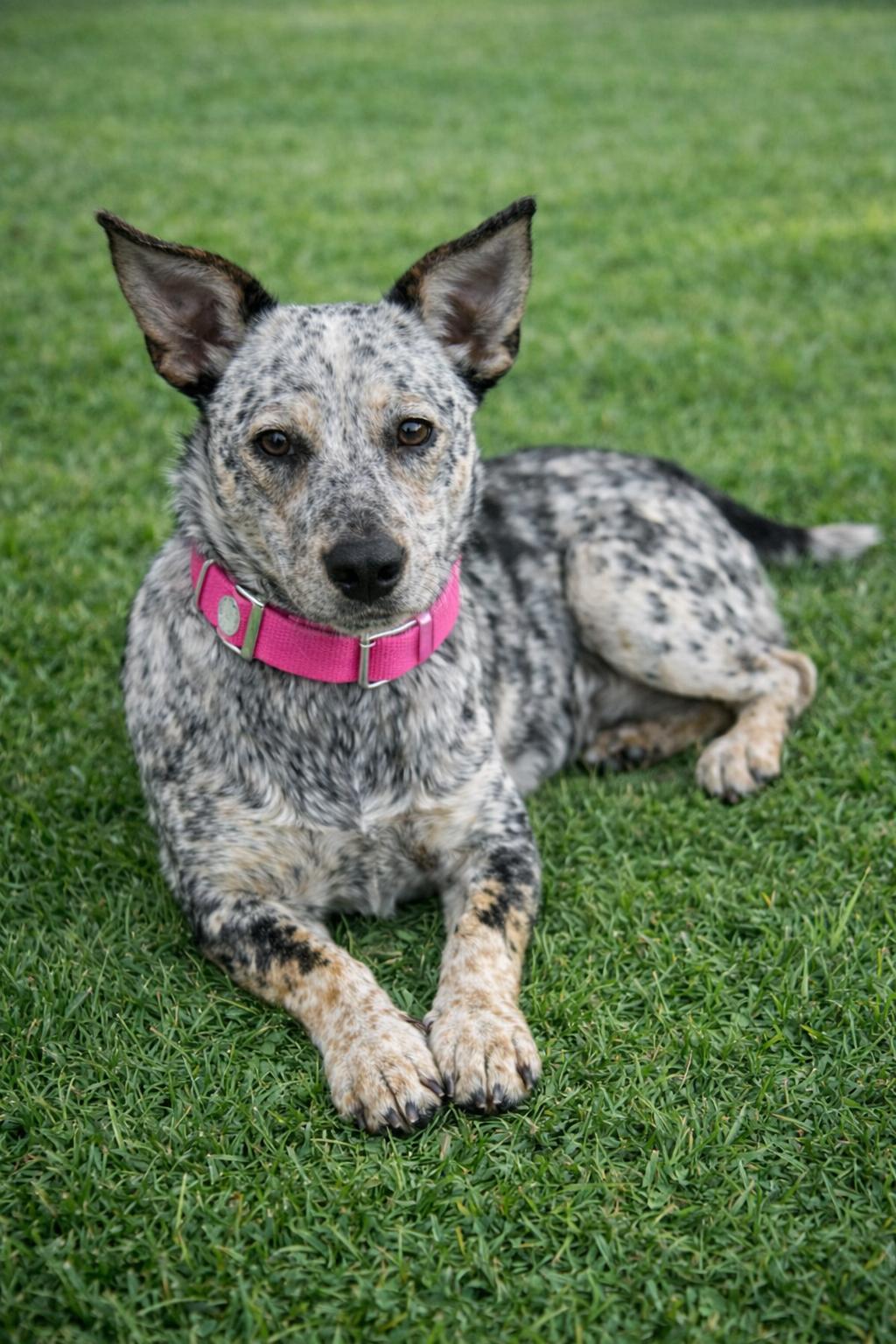 Laney Wilson, Adoptable, Young Female Australian Cattle Dog / Blue Heeler.