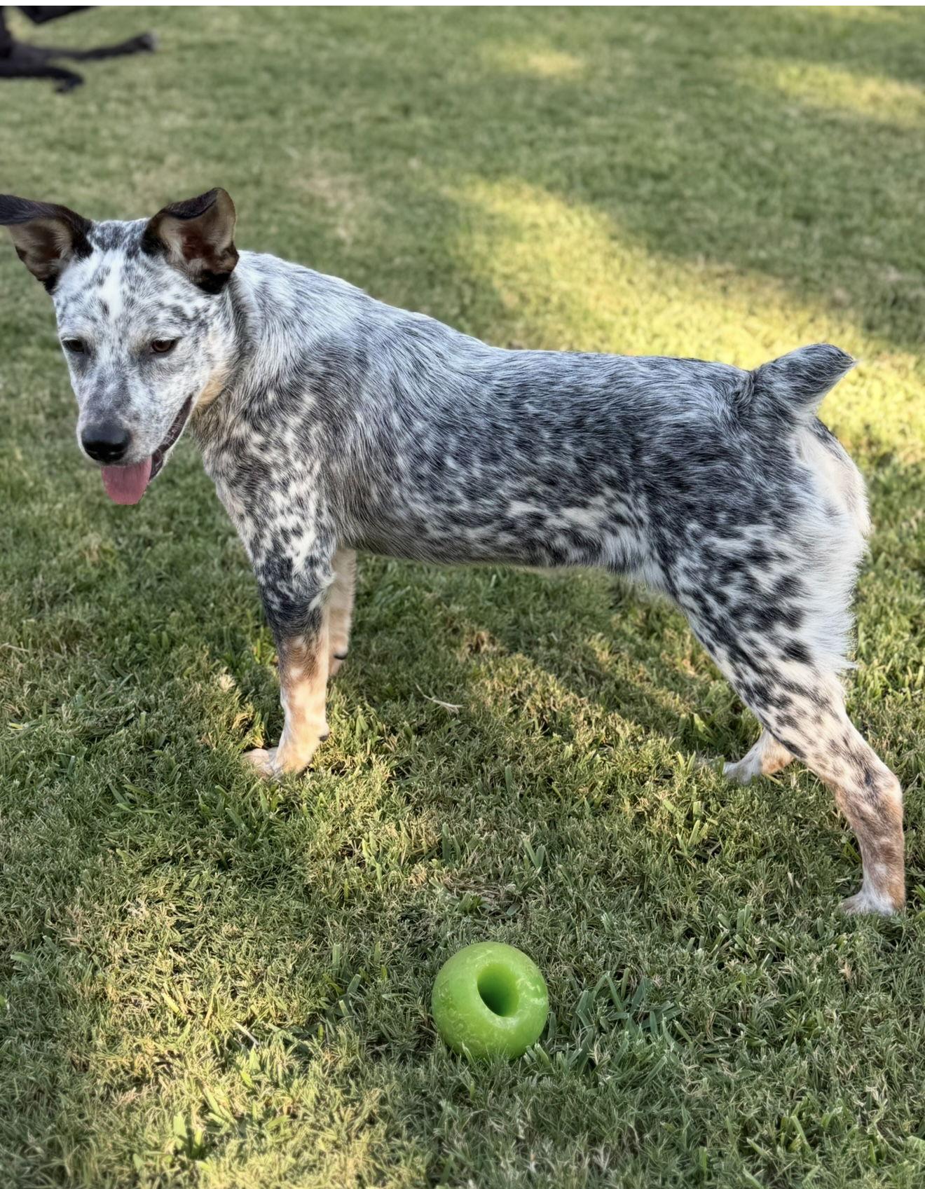Enlarge Laney Wilson, a Adoptable Australian Cattle Dog / Blue Heeler in Euless, TX image 2/3