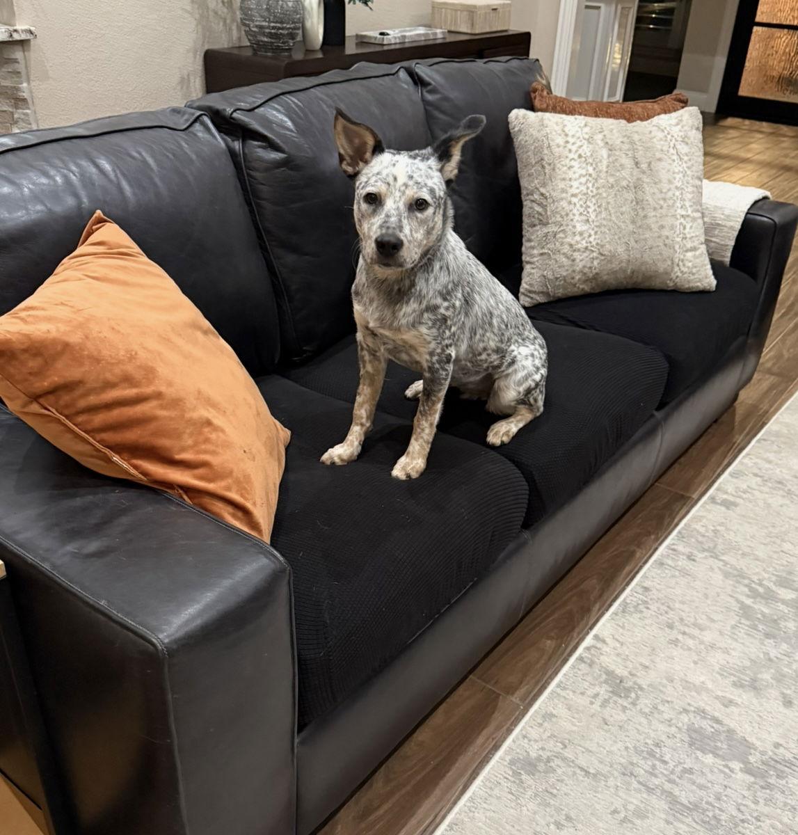 Enlarge Laney Wilson, a Adoptable Australian Cattle Dog / Blue Heeler in Euless, TX image 3/3