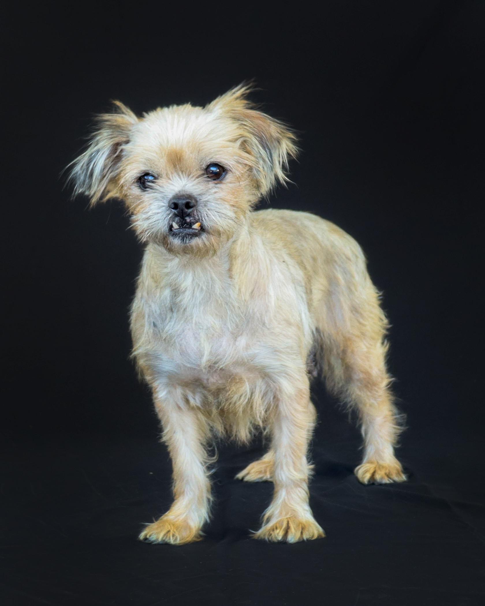 Enlarge LILLY ROSE-ADOPTED!!, a Adoptable mixed breed in North Granby, CT image 1/3