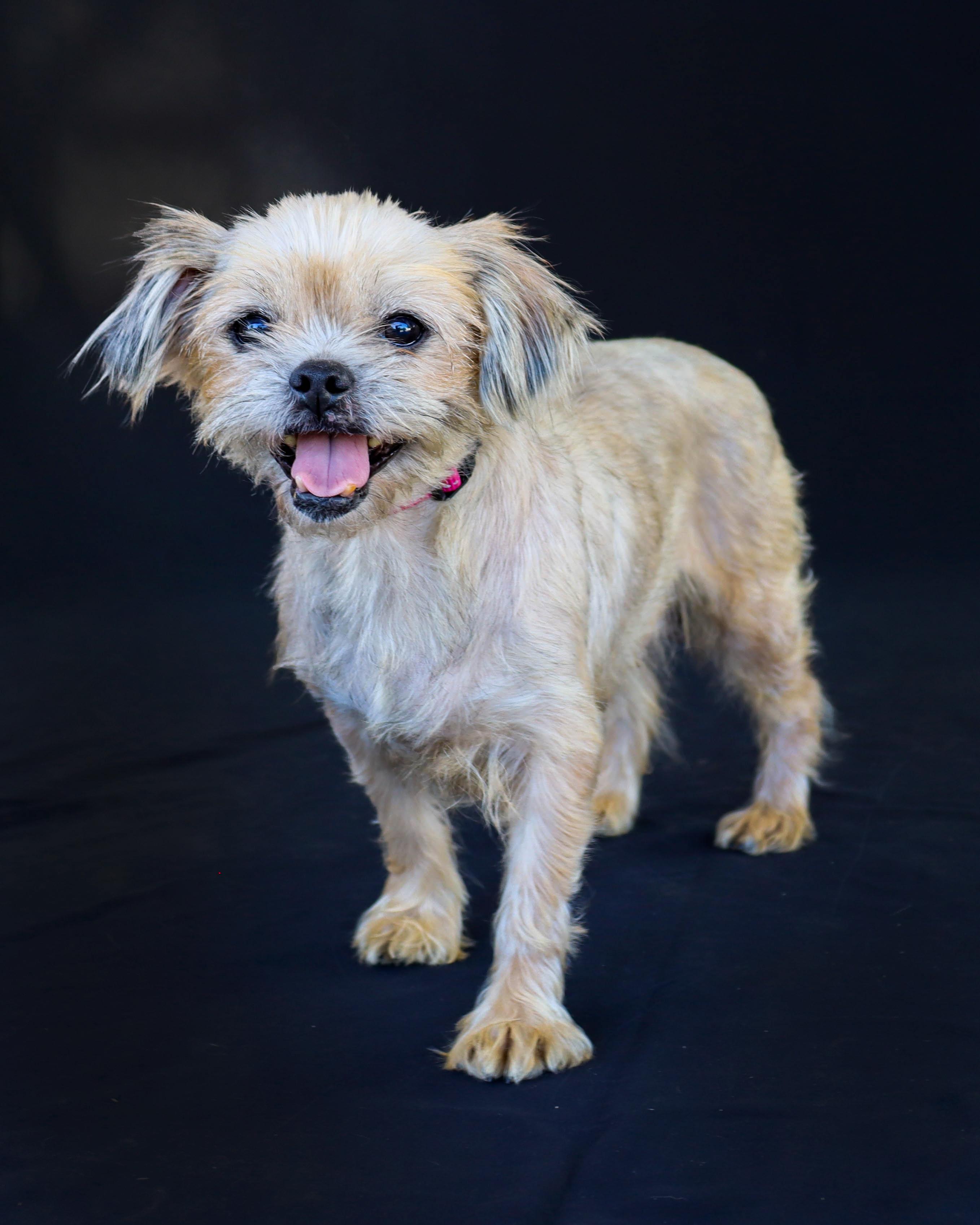 Enlarge LILLY ROSE-ADOPTED!!, a Adoptable mixed breed in North Granby, CT image 3/3