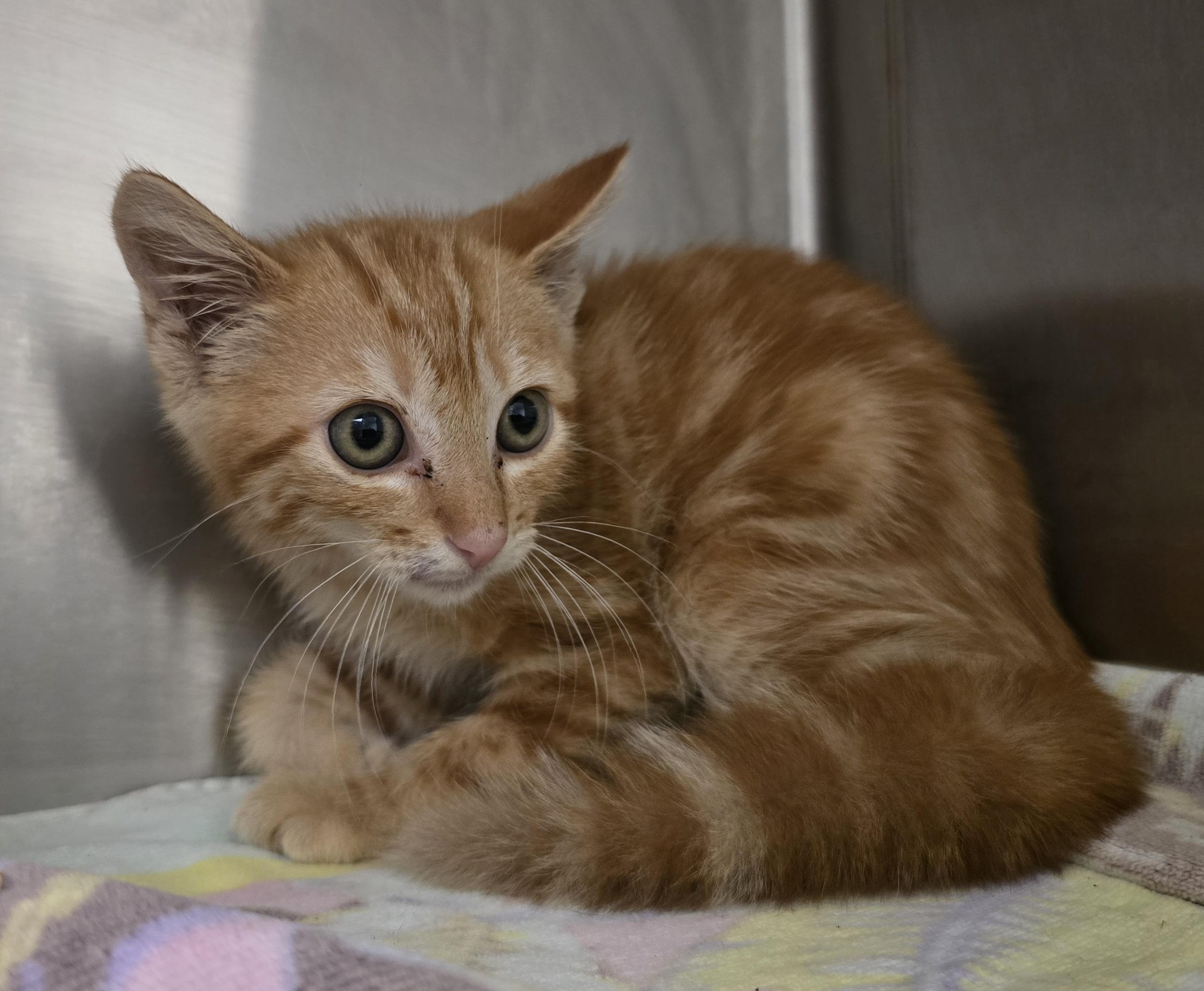 Tang, ADOPTABLE, Young Male Domestic Short Hair.