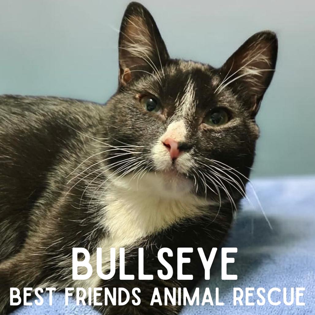 Bullseye, Adoptable, Kitten Male Domestic Short Hair.
