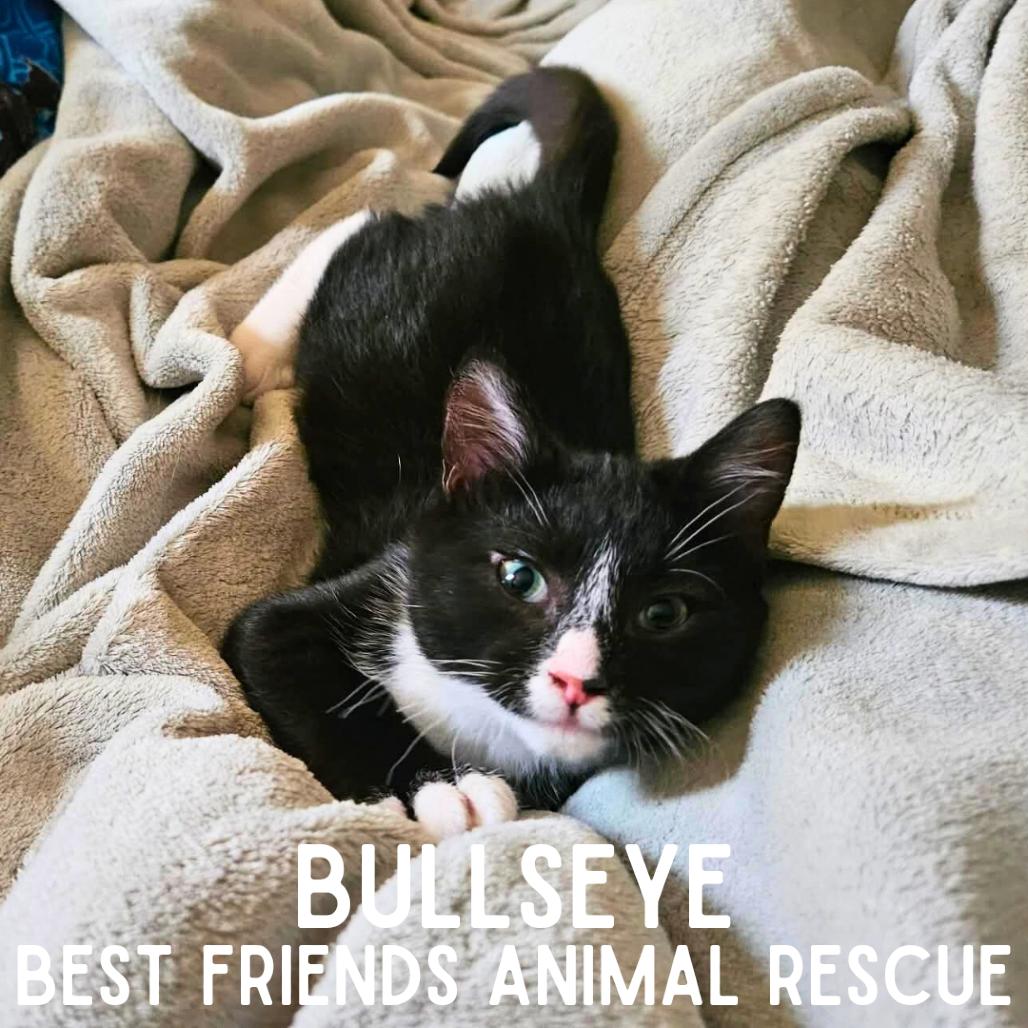 Enlarge Bullseye, a Adoptable Domestic Short Hair in Wasilla, AK image 1/4