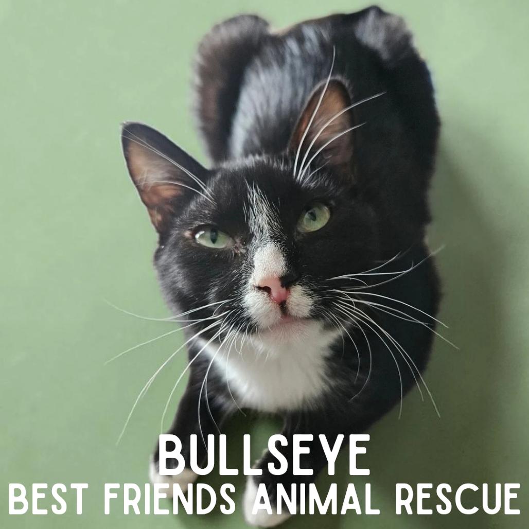 Enlarge Bullseye, a Adoptable Domestic Short Hair in Wasilla, AK image 3/6