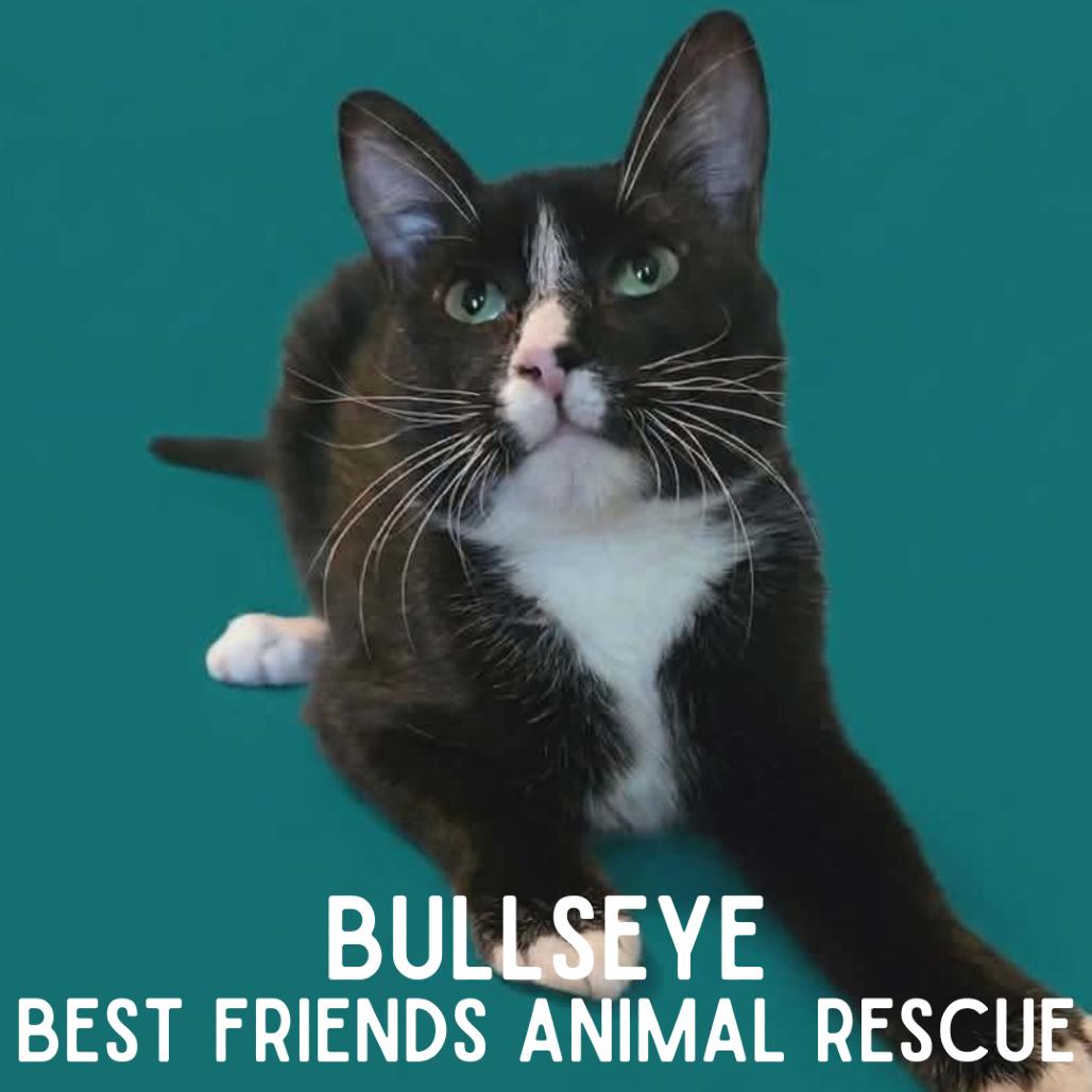 Bullseye, a Adoptable Domestic Short Hair in Wasilla, AK image 3/6