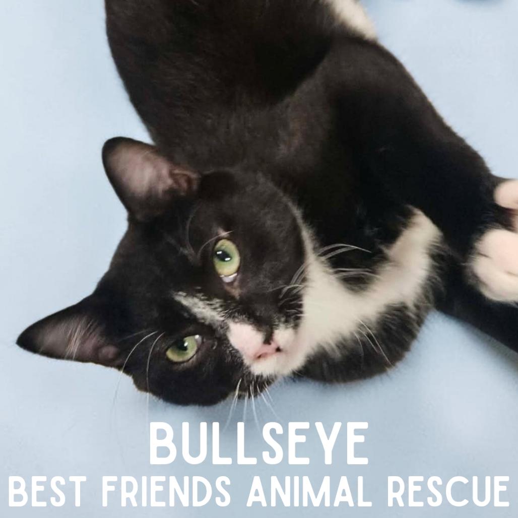 Enlarge Bullseye, a Adoptable Domestic Short Hair in Wasilla, AK image 2/4