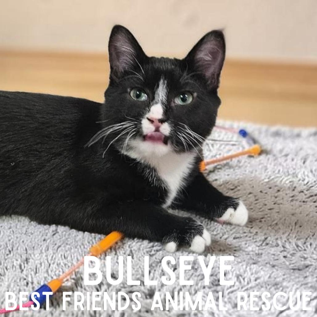 Enlarge Bullseye, a Adoptable Domestic Short Hair in Wasilla, AK image 3/4