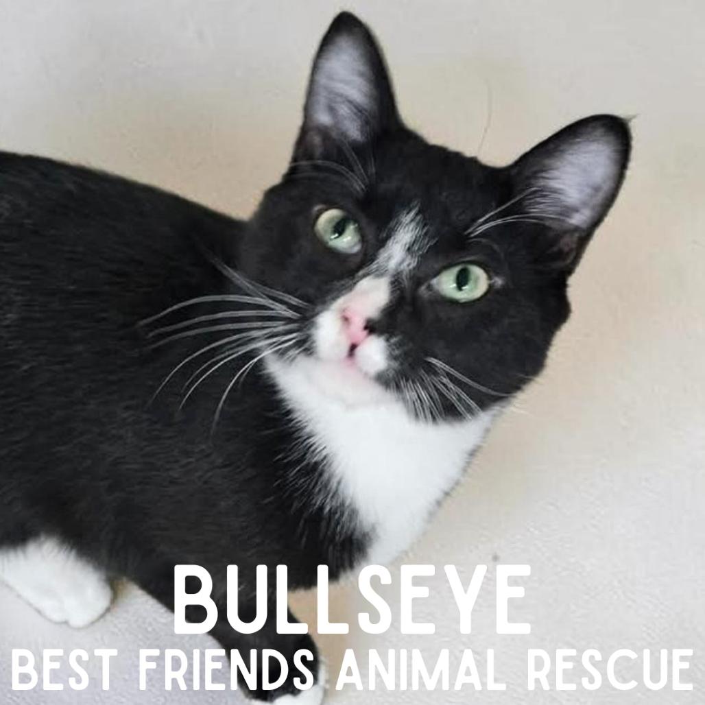 Enlarge Bullseye, a Adoptable Domestic Short Hair in Wasilla, AK image 4/4