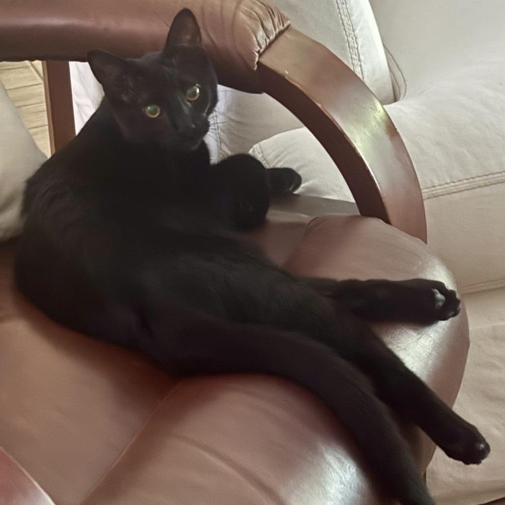 Gallo, Adoptable, Kitten Male Domestic Short Hair.
