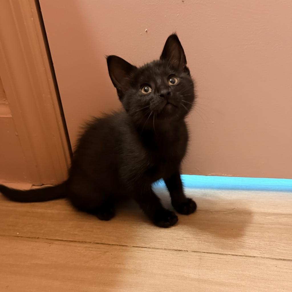Gallo, Adoptable, Kitten Male Domestic Short Hair.
