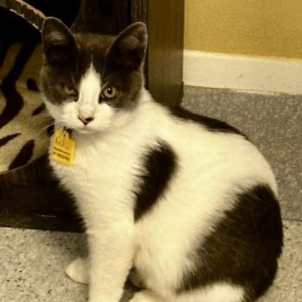 Enlarge Felix - Handsome Fellow, a Adoptable Tuxedo in Hoquiam, WA image 3/4