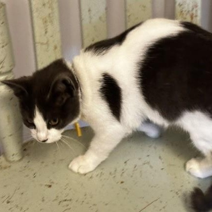 Enlarge Felix - Handsome Fellow, a Adoptable Tuxedo in Hoquiam, WA image 2/4