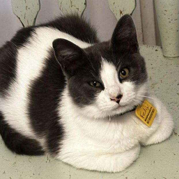 Felix - Handsome Fellow, Adoptable, Kitten Male Tuxedo.