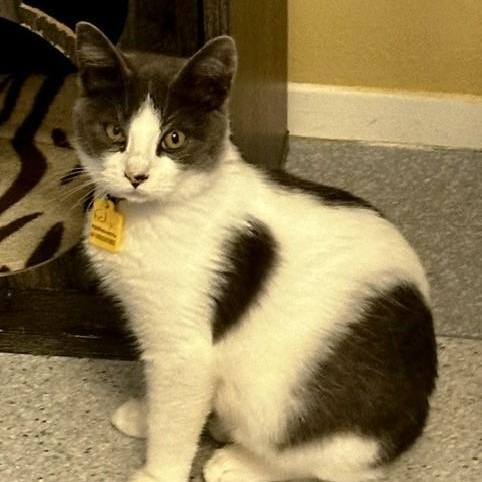 Enlarge Felix - Handsome Fellow, a Adoptable Tuxedo in Hoquiam, WA image 4/4
