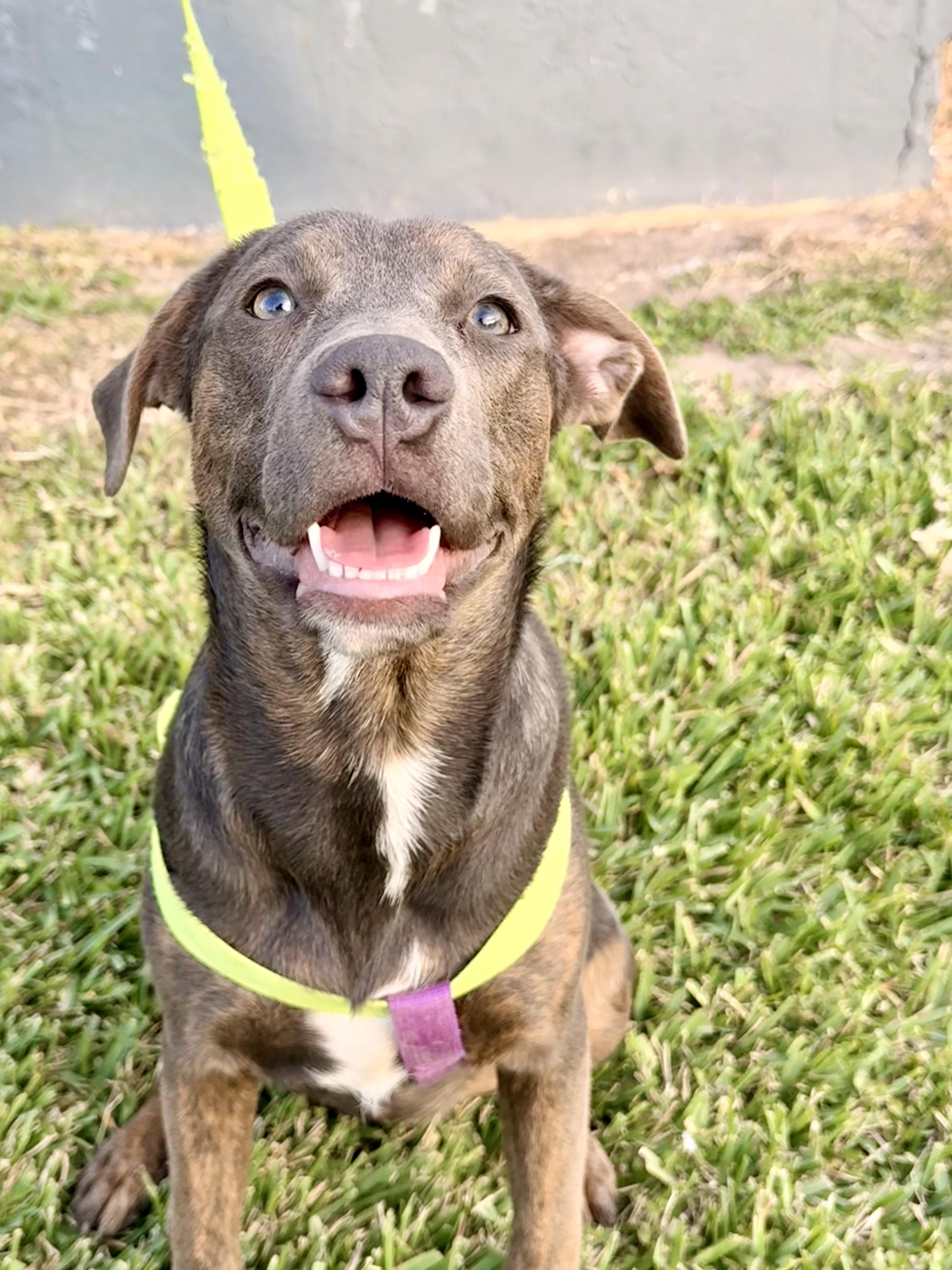 Enlarge Mulan, a Adoptable mixed breed in Grove City, PA image 3/6