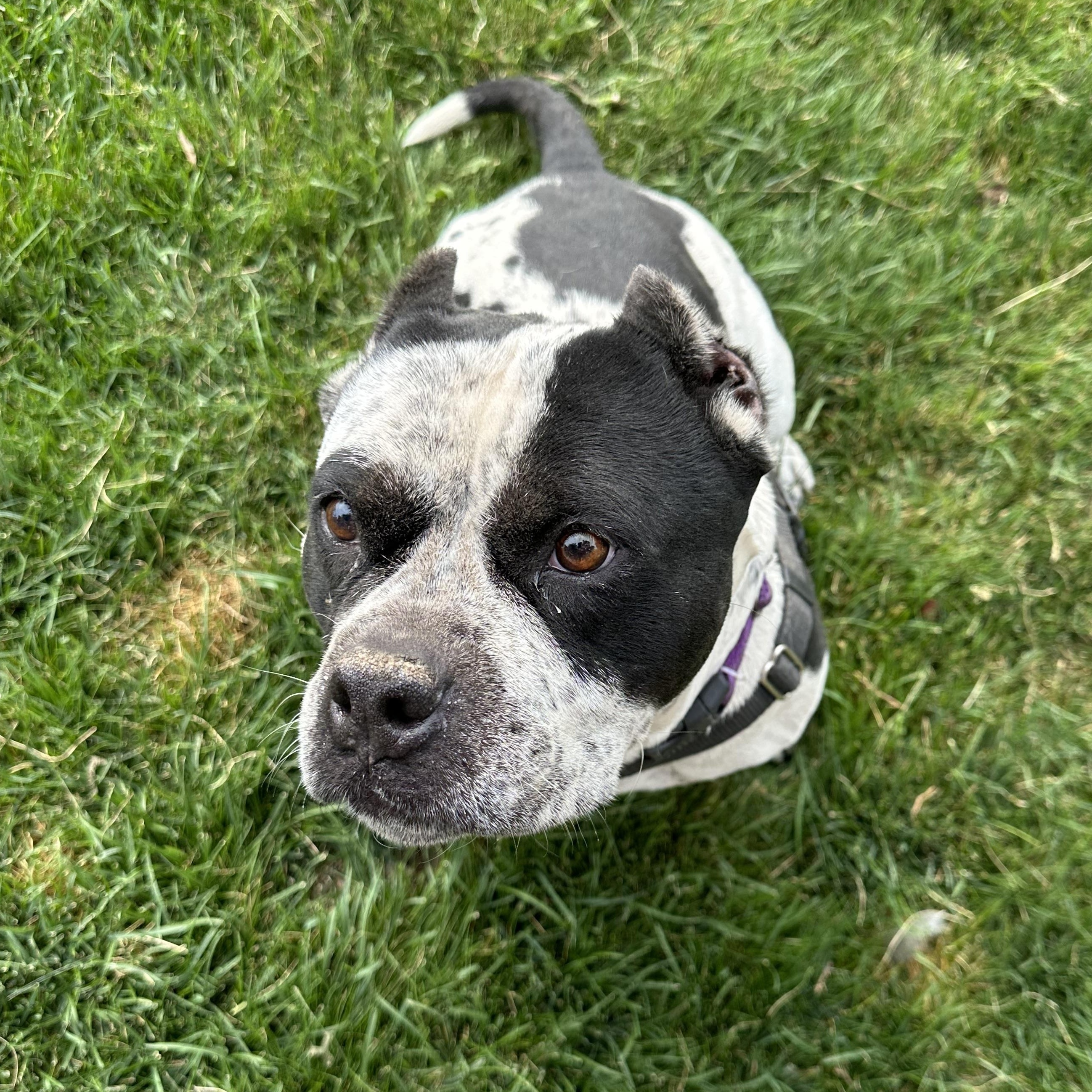 Brooksy, a Adoptable American Bully in Redmond, OR image 1/5
