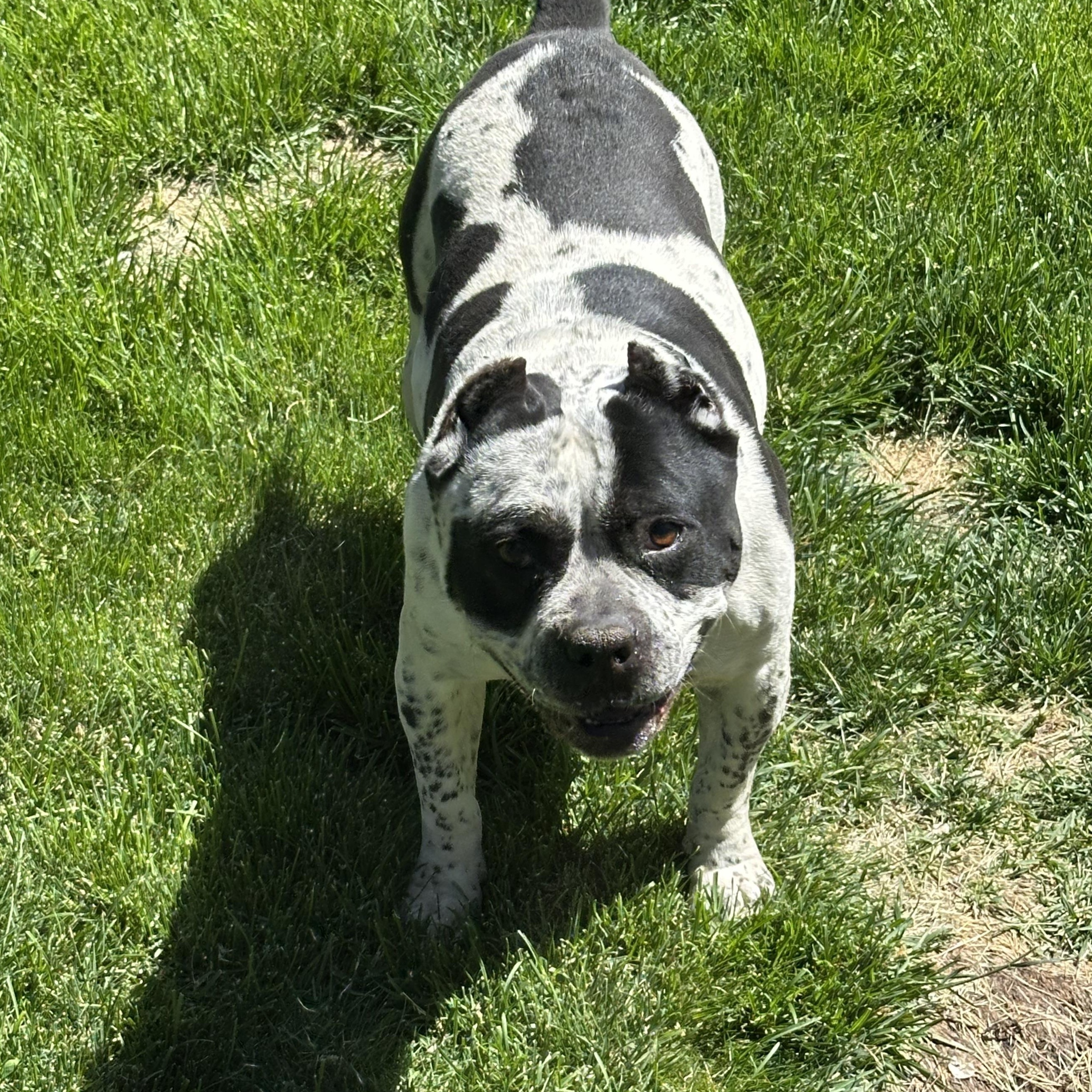 Brooksy, a Adoptable American Bully in Redmond, OR image 2/5