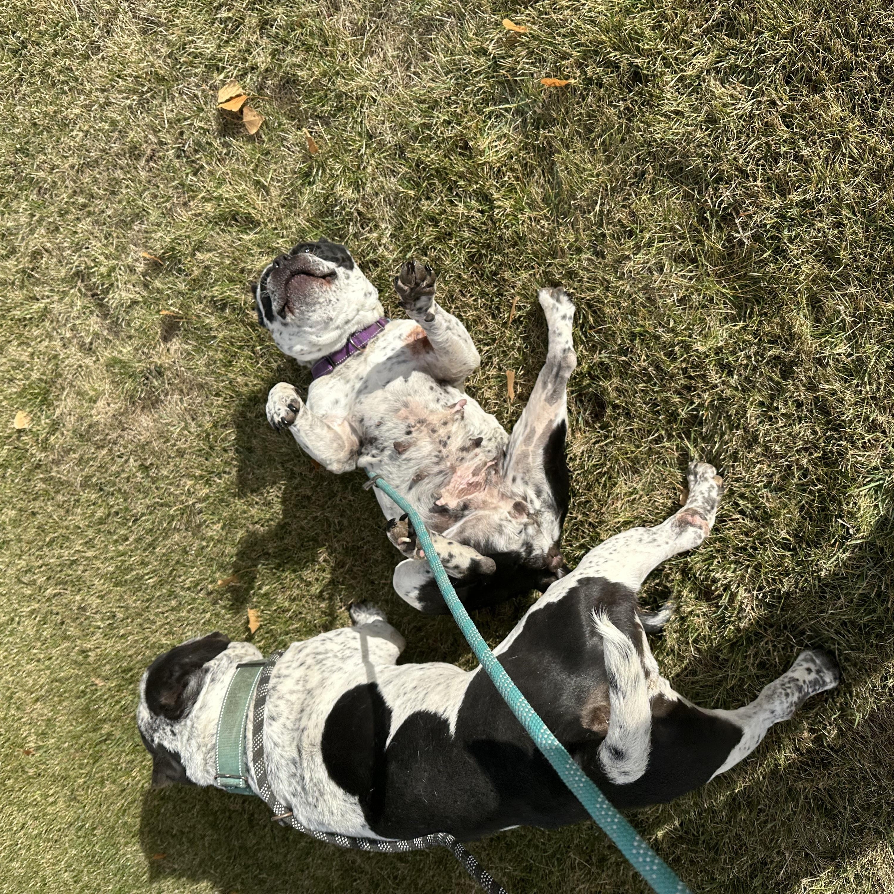 Brooksy, a Adoptable American Bully in Redmond, OR image 3/5